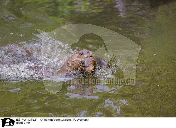 Riesenotter / giant otter / PW-13762