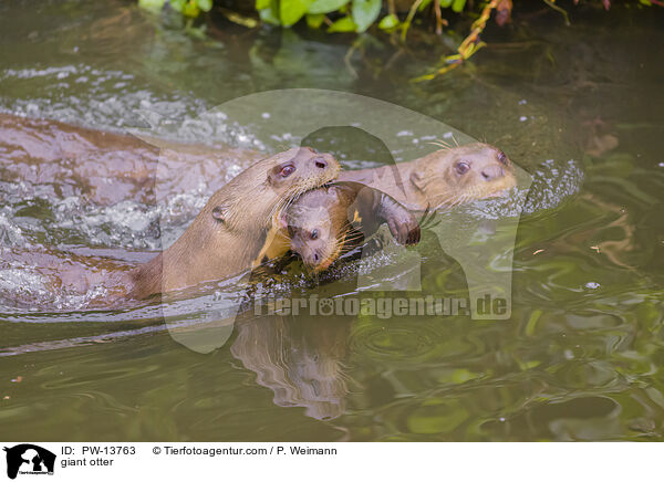 Riesenotter / giant otter / PW-13763