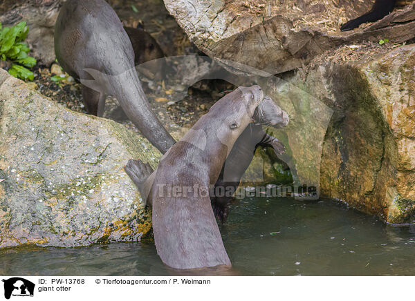 Riesenotter / giant otter / PW-13768