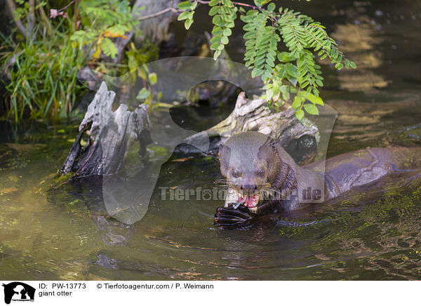 Riesenotter / giant otter / PW-13773