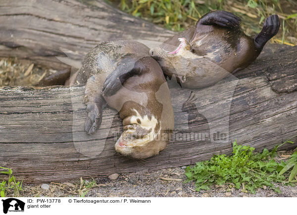 Riesenotter / giant otter / PW-13778