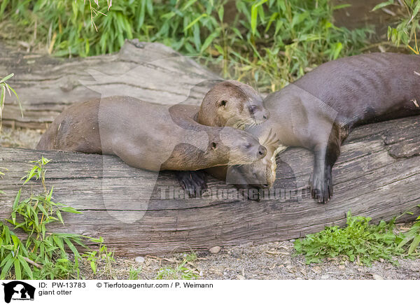 Riesenotter / giant otter / PW-13783