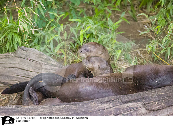 Riesenotter / giant otter / PW-13784