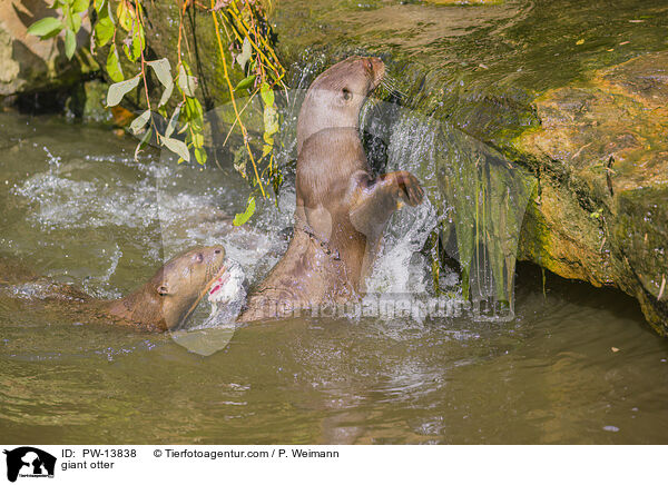 Riesenotter / giant otter / PW-13838