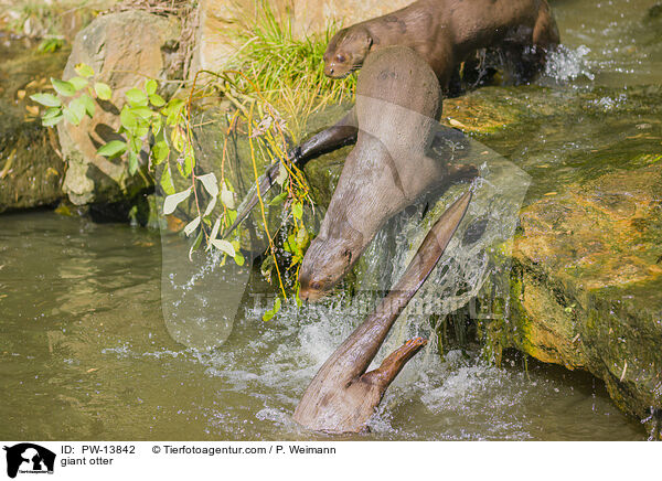 Riesenotter / giant otter / PW-13842