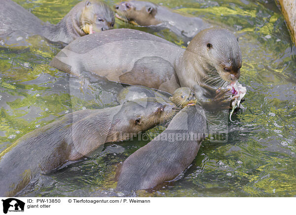 Riesenotter / giant otter / PW-13850