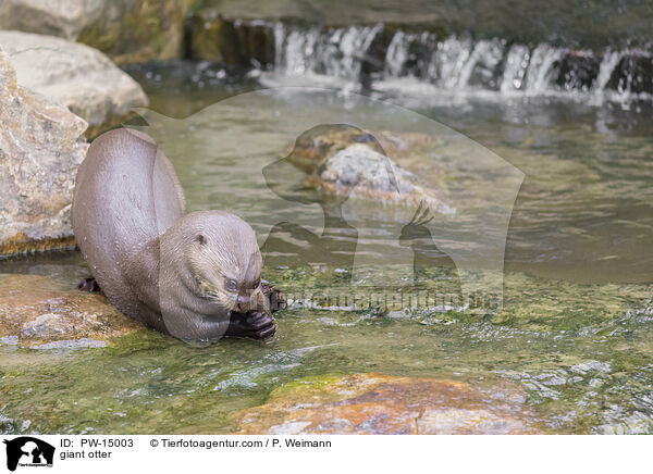 Riesenotter / giant otter / PW-15003