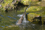 giant otter