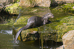 giant otter