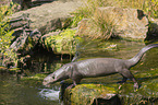 giant otter