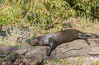 giant otter