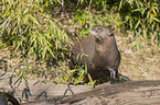 giant otter