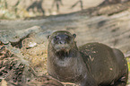 giant otter