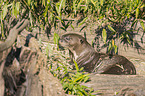 giant otter