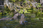 giant otter