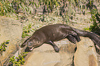 giant otter