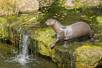 giant otter