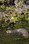 giant otter