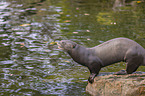 giant otter