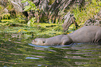 giant otter