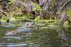 giant otter