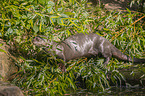 giant otter