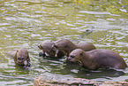 giant otter