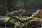 giant otter