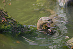 giant otter