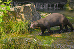 giant otter