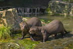 giant otter