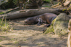 giant otter