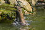 giant otter