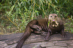 giant otter