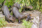 giant otter