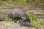 giant otter