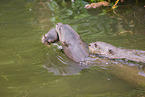 giant otter