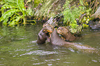 giant otter