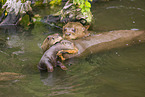 giant otter