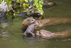 giant otter