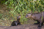 giant otter