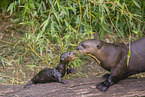 giant otter