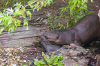 giant otter