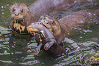 giant otter