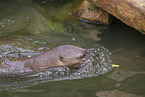 giant otter