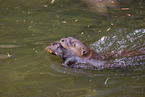 giant otter