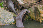 giant otter