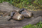 giant otter