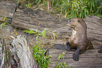 giant otter