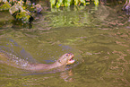 giant otter